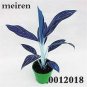 100 PCS Seeds Rare Color Aglaonema Bonsai