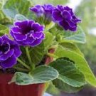 100 PCS Seeds Rare Colorful Flower Mini Gloxinia Flores Perennial Flowering