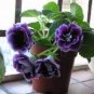 100 PCS Seeds Rare Colorful Flower Mini Gloxinia Flores Perennial Flowering