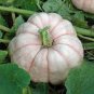 10 PCS Seeds Rare Colorful Pumpkin 'Hua Hu Lu' Ornamental Edible Vegetable