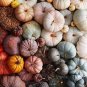 10 PCS Seeds Rare Colorful Pumpkin 'Hua Hu Lu' Ornamental Edible Vegetable