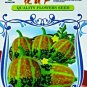 10 PCS Seeds Rare Colorful Pumpkin 'Hua Hu Lu' Ornamental Edible Vegetable