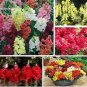 50 PCS Seeds Rare Colorful Snapdragon Flower Mixed Antirrhinum Majus