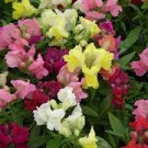 50 PCS Seeds Rare Colorful Snapdragon Flower Mixed Antirrhinum Majus