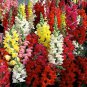 50 PCS Seeds Rare Colorful Snapdragon Flower Mixed Antirrhinum Majus