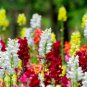 50 PCS Seeds Rare Colorful Snapdragon Flower Mixed Antirrhinum Majus