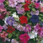 100 PCS Seeds Rare Colorful Wavy Petunia Flowers