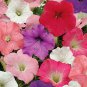 100 PCS Seeds Rare Colorful Wavy Petunia Flowers