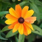 100 PCS Seeds Rare Colorful Wrinkleds attracting butterfly balcony planting 100 PCS Seeds Rare Colorful Wrinkleds attracting butterfly balcony planting