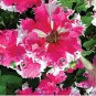 100 PCS Seeds Rare Colorful Wrinkleds attracting butterfly balcony planting