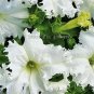 100 PCS Seeds Rare Colorful Wrinkleds attracting butterfly balcony planting
