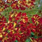 100 PCS Seeds Rare Colorful Flower Mini Gloxinia Flores Perennial Flowering