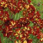 100 PCS Seeds Rare Colorful Flower Mini Gloxinia Flores Perennial Flowering