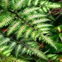 100 PCS Seeds Rare Creeper Vines Grass Seed Mixed Rainbow Foliage Plants
