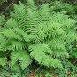 100 PCS Seeds Rare Creeper Vines Grass Seed Mixed Rainbow Foliage Plants