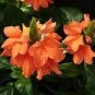 100 PCS Seeds Rare Crossandra Infundibuliformis Grow lings Bonsai