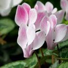 5 PCS Seeds Rare Cyclamen Persicum Wild Species Pale Pink White Magenta Nose Flower