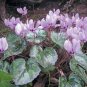 5 PCS Seeds Rare Cyclamen Persicum Wild Species Pale Pink White Magenta Nose Flower