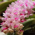 100 PCS Seeds Rare Cymbidium Orchid