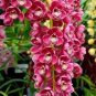 100 PCS Seeds Rare Cymbidium Orchid