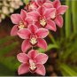 100 PCS Seeds Rare Cymbidium Orchid