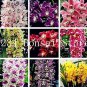 100 PCS Seeds Rare Cymbidium Orchid