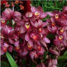 100 PCS Seeds Rare Cymbidium Orchid Plant African Cymbidiums Flores 100 PCS Seeds Rare Cymbidium Orchid Plant African Cymbidiums Flores