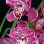 100 PCS Seeds Rare Cymbidium Orchid Plant African Cymbidiums Flores