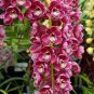 100 PCS Seeds Rare Cymbidium Orchid Plant African Cymbidiums Flores