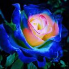 50 PCS Seeds Rare Dark Blue Roses with Light Orange Heart