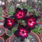 2 PCS Seeds Rare Dark Flowing Adenium Desert rose