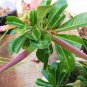 2 PCS Seeds Rare Dark Flowing Adenium Desert rose