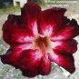 2 PCS Seeds Rare Dark Flowing Adenium Desert rose