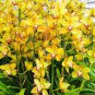 100 PCS Seeds Rare Cymbidium Orchid Plant African Cymbidiums Flores