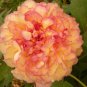 5 PCS Seeds Rare Dark Gold Light Red Kinkaku Tree Peony Flower