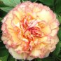 5 PCS Seeds Rare Dark Gold Light Red Kinkaku Tree Peony Flower
