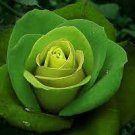 50 PCS Seeds Rare Dark Green Light Green Rose Plant Flower