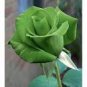 50 PCS Seeds Rare Dark Green Light Green Rose Plant Flower