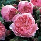50 PCS Seeds Rare Dark Pink Cupped Flat Double Bloom Rose Shrub Flower 50 PCS Seeds Rare Dark Pink Cupped Flat Double Bloom Rose Shrub Flower