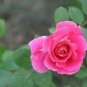 50 PCS Seeds Rare Dark Pink Cupped Flat Double Bloom Rose Shrub Flower