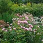 50 PCS Seeds Rare Dark Pink Cupped Flat Double Bloom Rose Shrub Flower