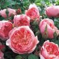 50 PCS Seeds Rare Dark Pink Cupped Flat Double Bloom Rose Shrub Flower