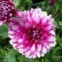 50 PCS Seeds Rare Dark Purple Dahlia Flower with white edge