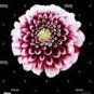 50 PCS Seeds Rare Dark Purple Dahlia Flower with white edge
