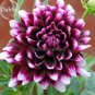 50 PCS Seeds Rare Dark Purple Dahlia Flower with white edge
