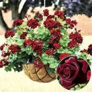 30 PCS Seeds Rare Dark Red Geranium Bonsai