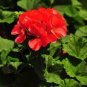 30 PCS Seeds Rare Dark Red Geranium Bonsai