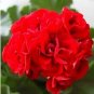 30 PCS Seeds Rare Dark Red Geranium Bonsai