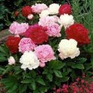 5 PCS Seeds Rare Dark Red Monopetalous Louyang Peony Flower
