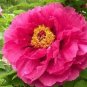 5 PCS Seeds Rare Dark Red Monopetalous Louyang Peony Flower